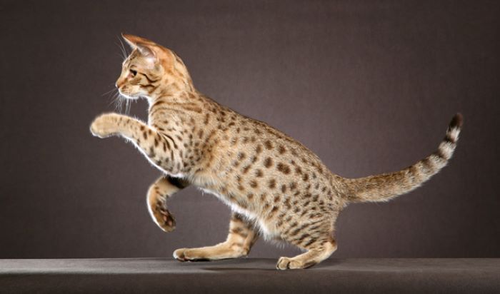 Ocicat Classic Cat Breed