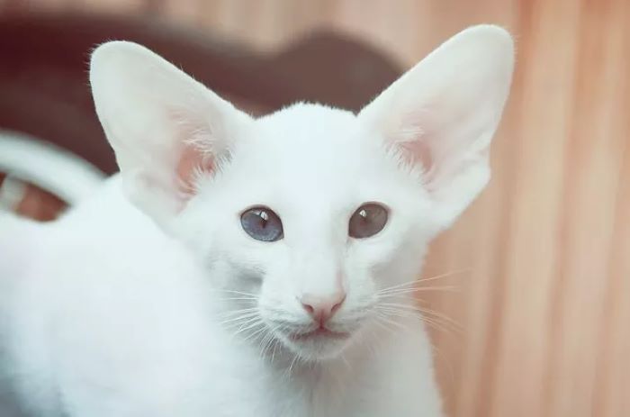 Oriental-Foreign White Cat Breed