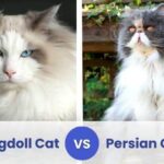 Persian vs Patched Tabby Cats: Key Differences