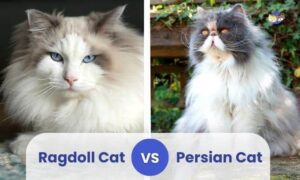 Persian vs Patched Tabby Cats: Key Differences