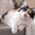 Persian—Tabby Tricolor Cat Breed