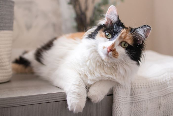 Persian—Tabby Tricolor Cat Breed