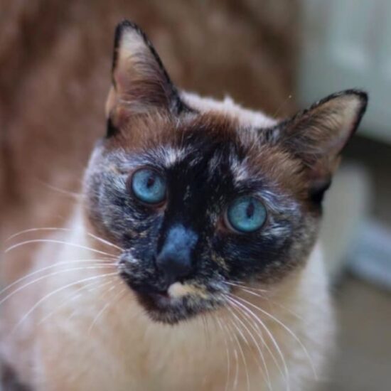 Siamese-Tortie-Pointed Cat Breed