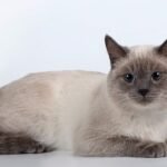Thai Cat Breed