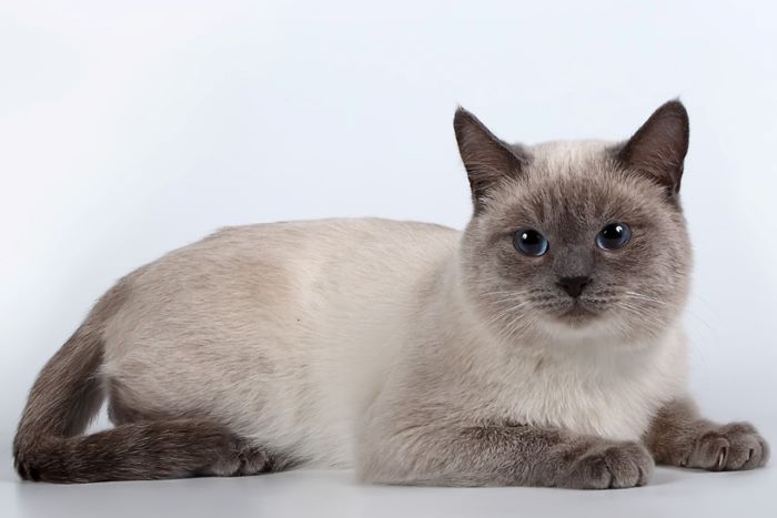 Thai Cat Breed