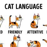 Understanding Your Cat