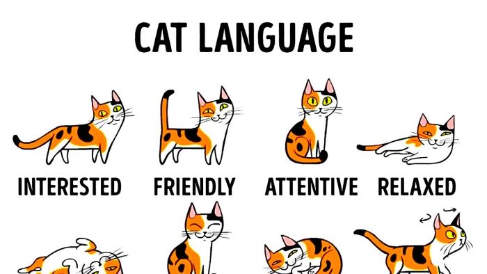 Understanding Your Cat