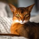Abyssinian Cat Breed