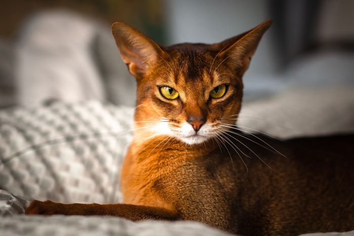 Abyssinian Cat Breed