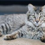 American Bobtail Longhair Cat Breed