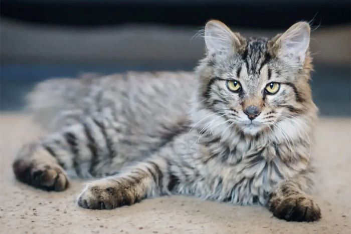 American Bobtail Longhair Cat Breed