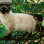 Balinese Cat Breed