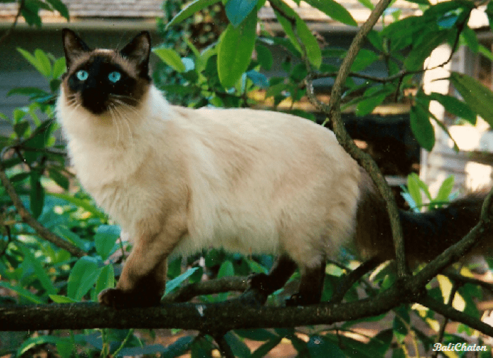 Balinese Cat Breed