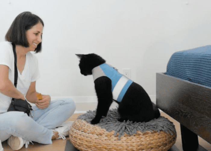 Basic Training for Cats