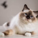 Birman Cat Breed