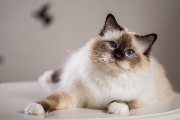 Birman Cat Breed