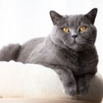 British Shorthair-Solid Cat Breed