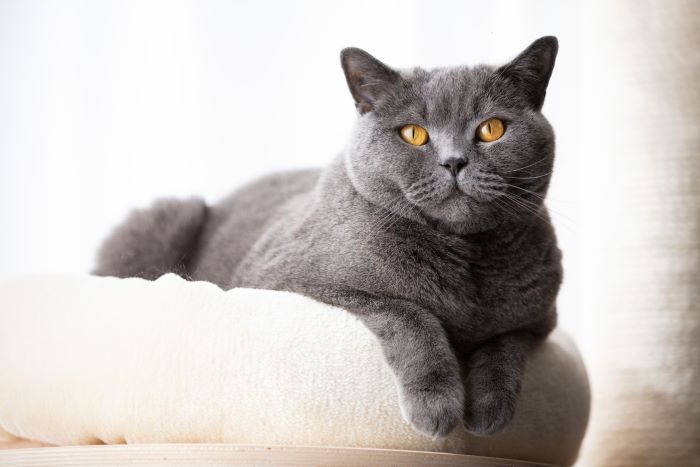 British Shorthair-Solid Cat Breed