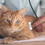 Cat’s Heart Disease and Heart Failure