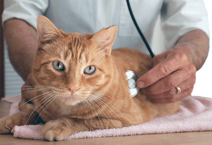 Cat’s Heart Disease and Heart Failure