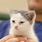 Chlamydophila in Cats: Symptoms and Treatments