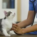 Diabetes Insipidus in Cats