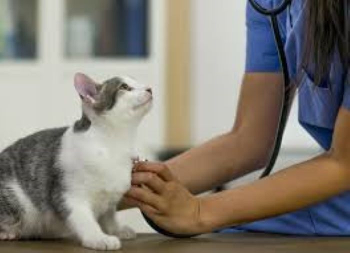 Diabetes Insipidus in Cats