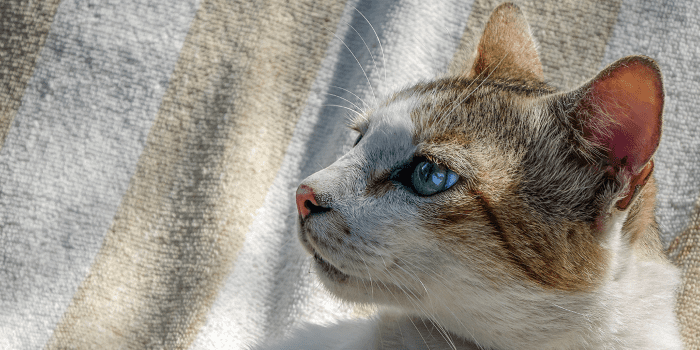 Feline Leukemia Virus (FeLV)