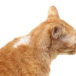 Hair Loss in Cats – (Alopecia)