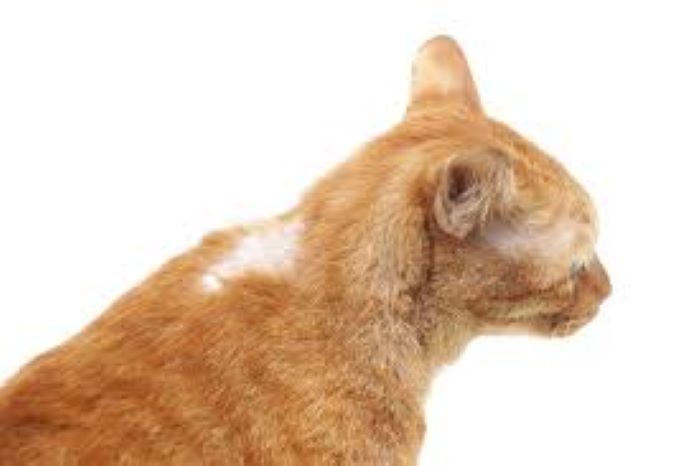 Hair Loss in Cats - (Alopecia)