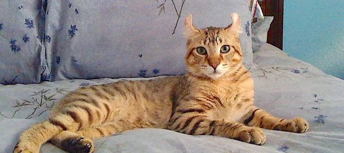 Highlander Cat Breed