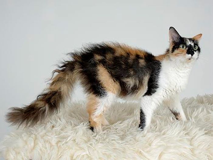 LaPerm Longhair Cat Breed