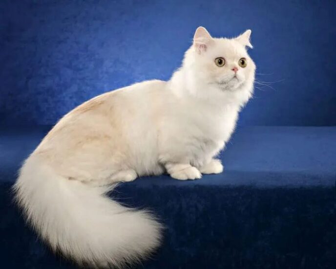 Napoleon Longhair Cat Breed