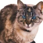 Ojos Azules Cat Breed