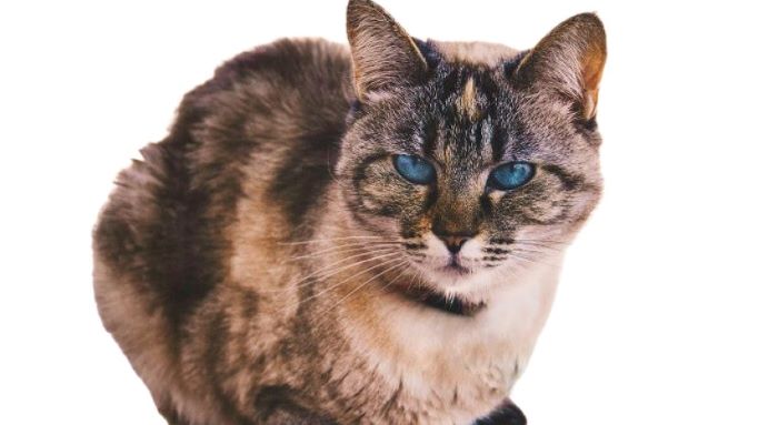 Ojos Azules Cat Breed