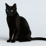 Ojos Azules Cat Breed Ojos Azules Cat Breed