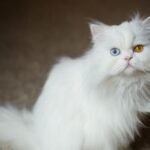 Persian—Blue and Odd-eyed Bicolor Cat Breed