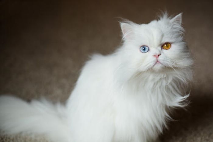 Persian—Blue and Odd-eyed Bicolor Cat Breed