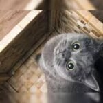 Rise of the International Cat