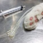 The Facts Concerning Cats Anesthesia