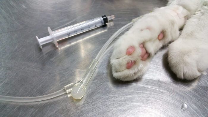 The Facts Concerning Cats Anesthesia