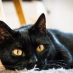 5 Chilling Facts About Black Cats