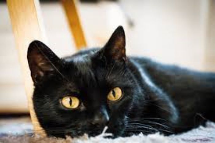 5 Chilling Facts About Black Cats