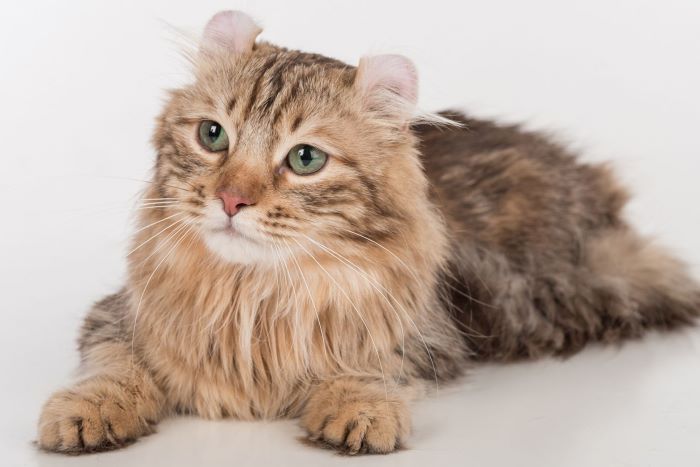 American Curl Longhair Cat Breed