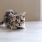 American Shorthair Cat Breed