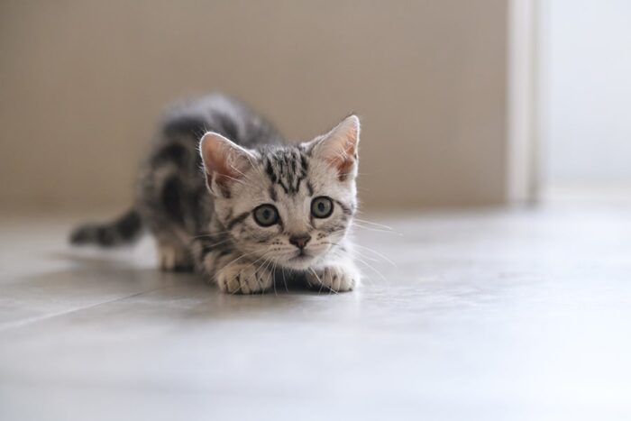 American Shorthair Cat Breed