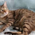 Australian Mist Cat Breed