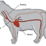 Cat’s Cardiovascular system