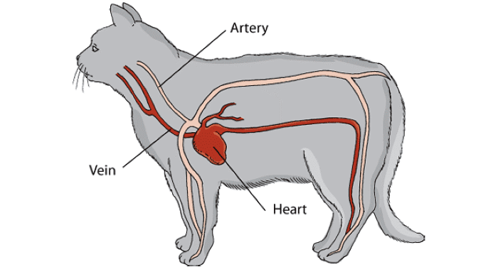 Cat's Cardiovascular system