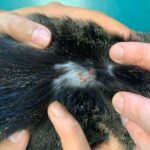 Cat’s Miliary Dermatitis